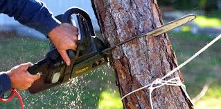 Best Hazardous Tree Removal  in Lawrenceville, VA