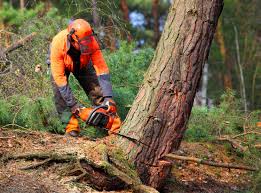 Best Tree Maintenance Programs  in Lawrenceville, VA