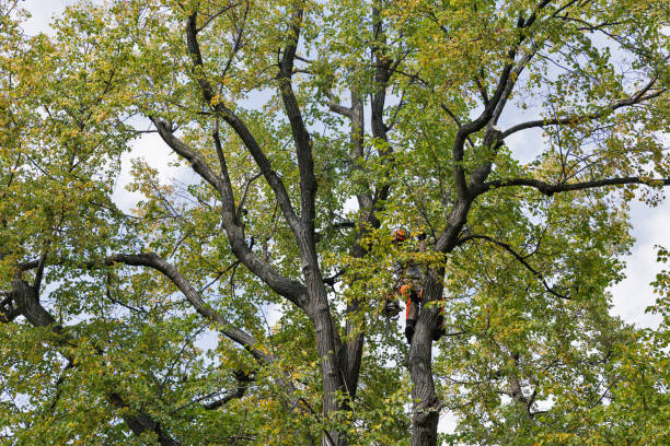 Professional Tree Services in Lawrenceville, VA